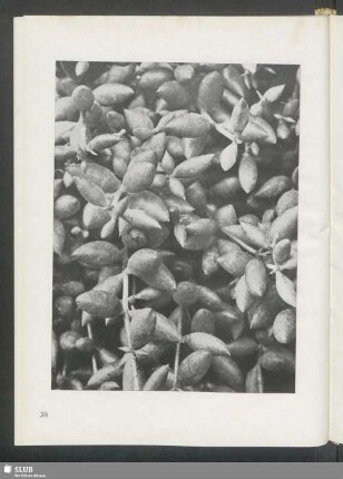 Cotyledon gracilis