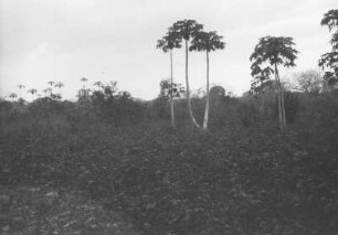 Hornraben und Papayabäume : Savannenlandschaft mit Bäumen und Gebüsch