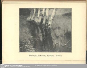 Birken