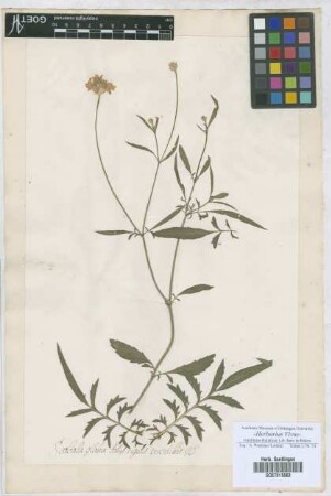 Scabiosa