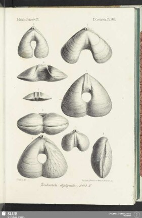 Pl. 509