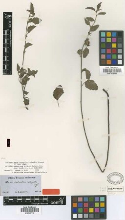 Malvastrum wrightii A.Gray [syntype]