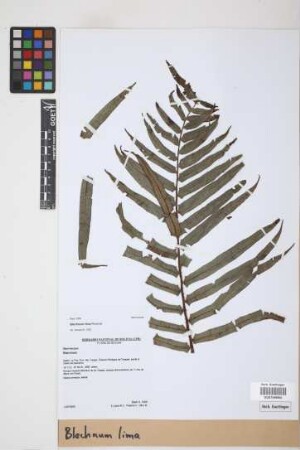 Blechnum lima Rosenst.