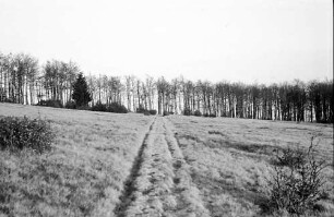 Kandel: Wiese am "Negerdörfle" (Kandel)
