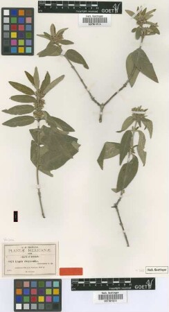 Lippia chrysantha Greenm. [type]