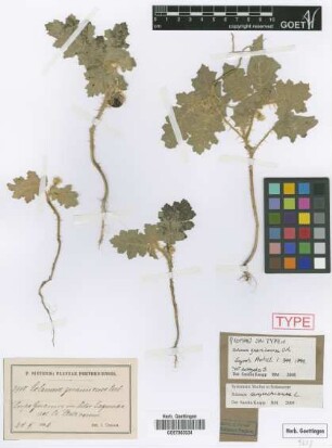 Solanum guanicense Urb. [type]