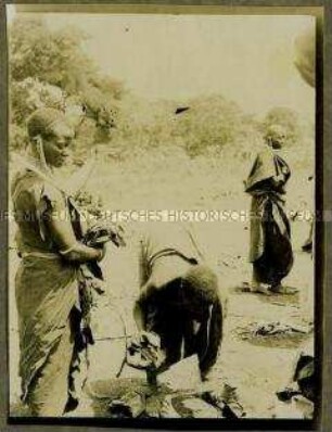 Massai beim Aufräumen einer Freifläche