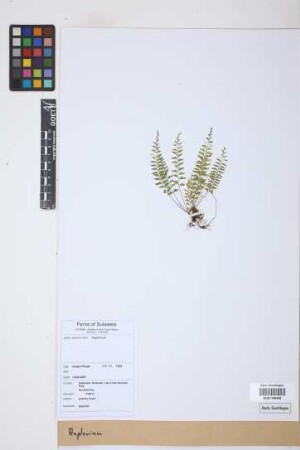 Asplenium spec.