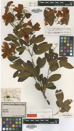 Cassia speciosa Schrader [type]