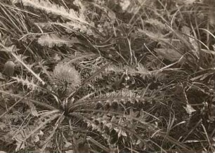 Stängellose Kratzdistel (Cirsium acaule)