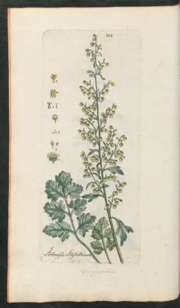 308. Artemisia absinthium