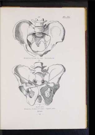 Pelvis.