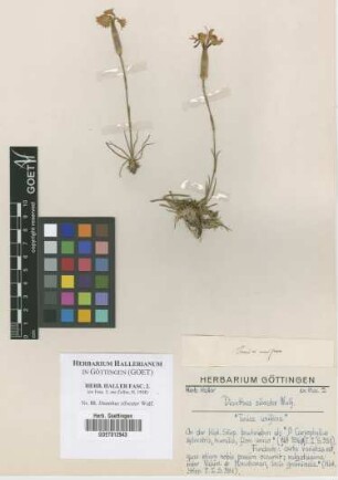 Dianthus silvester Wulf.