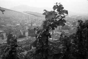 Freiburg: Stiftungsverwaltung; vom Schlossberg durch Reben, auf Stadtteil Wiehre