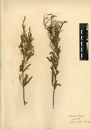 Tamaricaceae Tamarix Meyeri Boissier, Edmond (1810 - 1885) [Hogle]