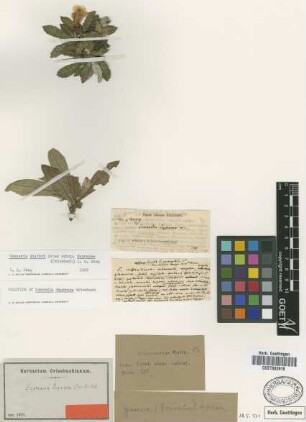 Gesneria depressa (Griseb.) Urb. [type]