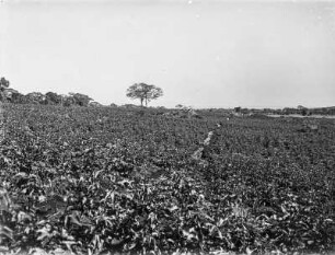 Baumwollfeld bei Arusha : Ein Baumwollfeld am Süd-Meru bei Arusha