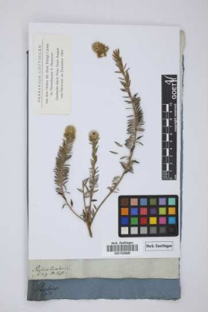 Phylica bicolor L.