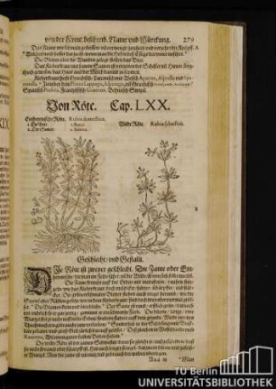 Cap. LXX. Von Roete.