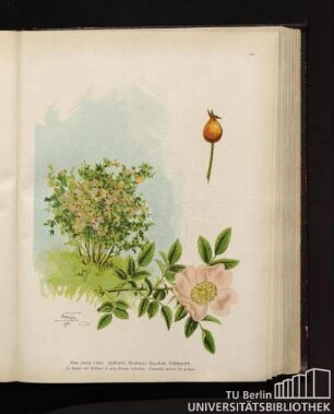 Rosa canina Lenné. Heckenrose, Hundsrose, Hagebutte, Hetschepetsch.