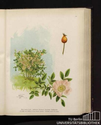 Rosa canina Lenné. Heckenrose, Hundsrose, Hagebutte, Hetschepetsch.