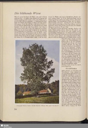 Die blühende Wiese