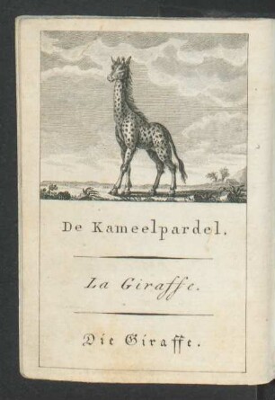 Tafel: De Kameelpardel. La Giraffe. Die Giraffe.