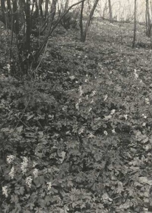 Hohler Lerchensporn (Corydalis cava) in Blüte