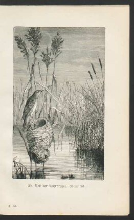 Tafel 39: Nest der Rohrdrossel. (Seite 167.)