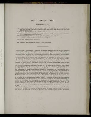 Felis Rubiginosa