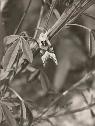 Achateule (Brotolomia meticulosa L.). Falter