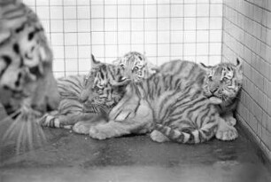 Nachwuchs bei den sibirischen Tigern im Karlsruher Zoo