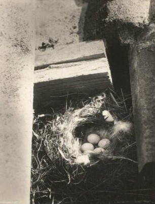 Hausrotschwanz (Phoenicurus ochruros). Nest mit Gelege