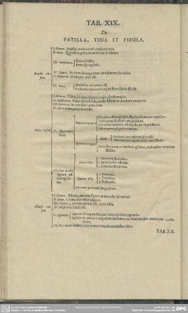 Tab. XIX. De Patella, Tibia Et Fibula