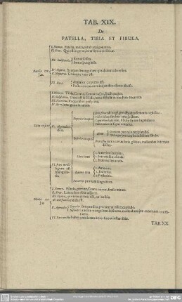 Tab. XIX. De Patella, Tibia Et Fibula
