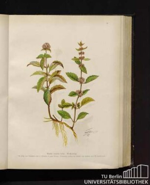 Mentha aquatica Linné. Wasserminze.