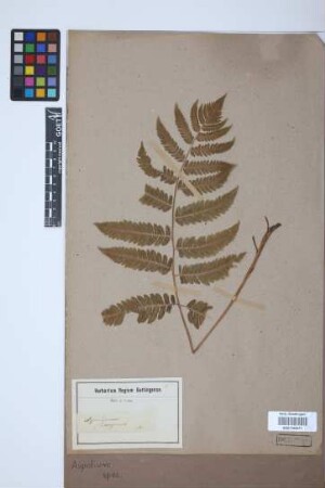 Aspidium
