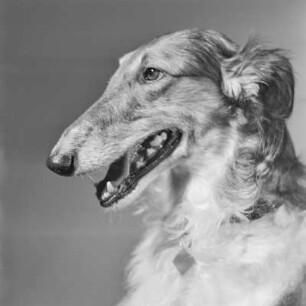 Windhund