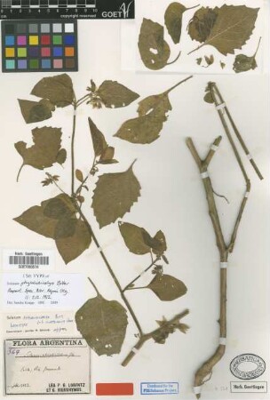 Solanum physalidicalyx Bitter [isotype]