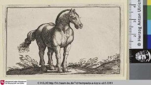 [Stehendes Pferd nach rechts, Dreiviertelansicht, von vorn gesehen; Standing Horse Viewed Frontally]