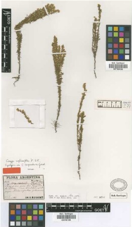 Conyza serpentaria Griseb. [syntype]