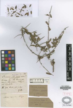 Duvaua praecox Griseb. var. Griseb. glomerata[syntype]