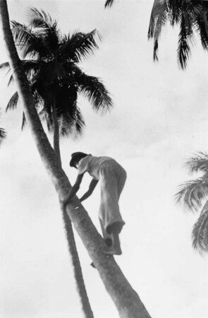 Reisefotos Karibik. Trinidad. Palmenkletterer