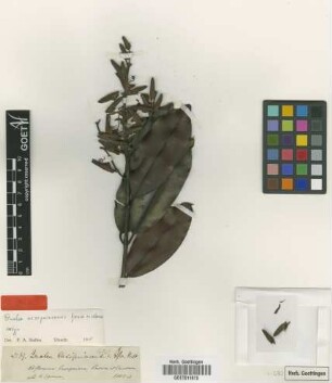 Qualea cassiquiarensis Spruce ex Warm. [isotype]