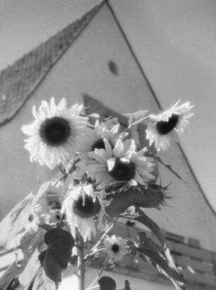 Sonnenblumen