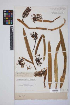 Arpophyllum alpinum Lindl.