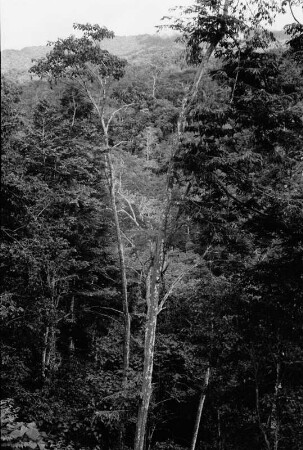 Urwald (Lateinamerika-Aufenthalte 1934/1942 - 2. Kolumbien 1934-1937)