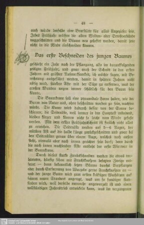Das erste Beschneiden des jungen Baumes