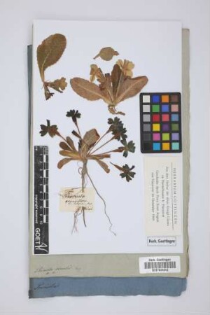 Primula acaulis