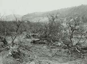 Dresden-Hosterwitz, Obstplantage